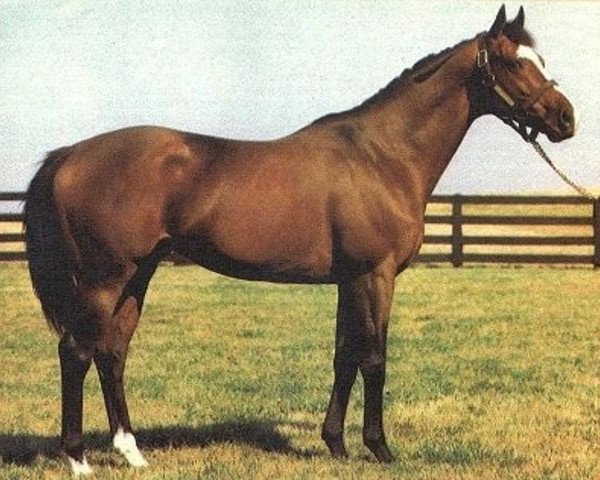 stallion Nureyev xx (Thoroughbred, 1977, from Northern Dancer xx)