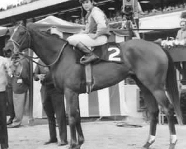 broodmare Gay Missile xx (Thoroughbred, 1967, from Sir Gaylord xx)