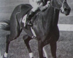 broodmare Lassie Dear xx (Thoroughbred, 1974, from Buckpasser xx)