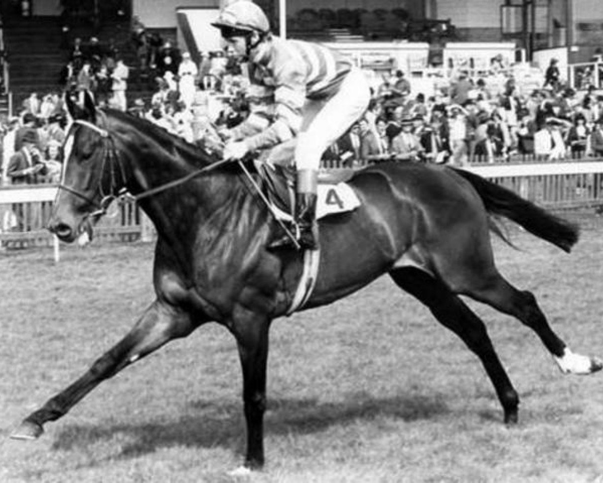 stallion Taufan xx (Thoroughbred, 1977, from Stop the Music xx)