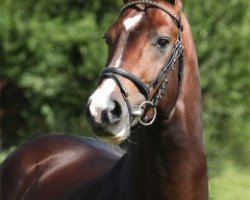 stallion Commodor (Hanoverian, 2005, from Cranach)