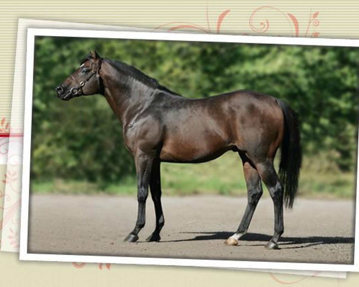 stallion Touch Down xx (Thoroughbred, 1998, from Dashing Blade xx)
