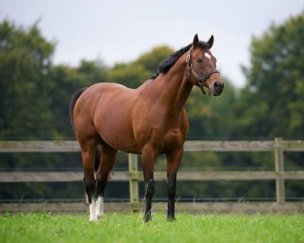 stallion Binary File xx (Thoroughbred, 1998, from Nureyev xx)