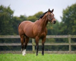 stallion Binary File xx (Thoroughbred, 1998, from Nureyev xx)