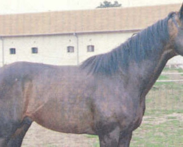 stallion Vincenzo xx (Thoroughbred, 1989, from Orofino xx)