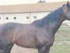 stallion Vincenzo xx (Thoroughbred, 1989, from Orofino xx)
