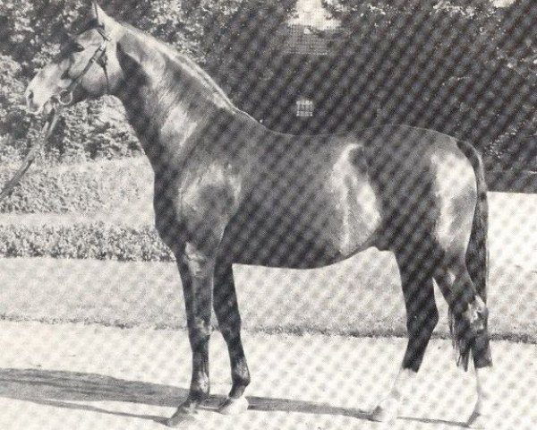 stallion Firnwind (Westphalian, 1971, from Firn)