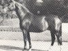 horse Firnwind (Westphalian, 1971, from Firn)