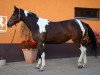 broodmare Rebelia (Polish Warmblood, 2007, from Limeryk)