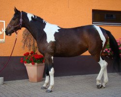 broodmare Rebelia (Polish Warmblood, 2007, from Limeryk)