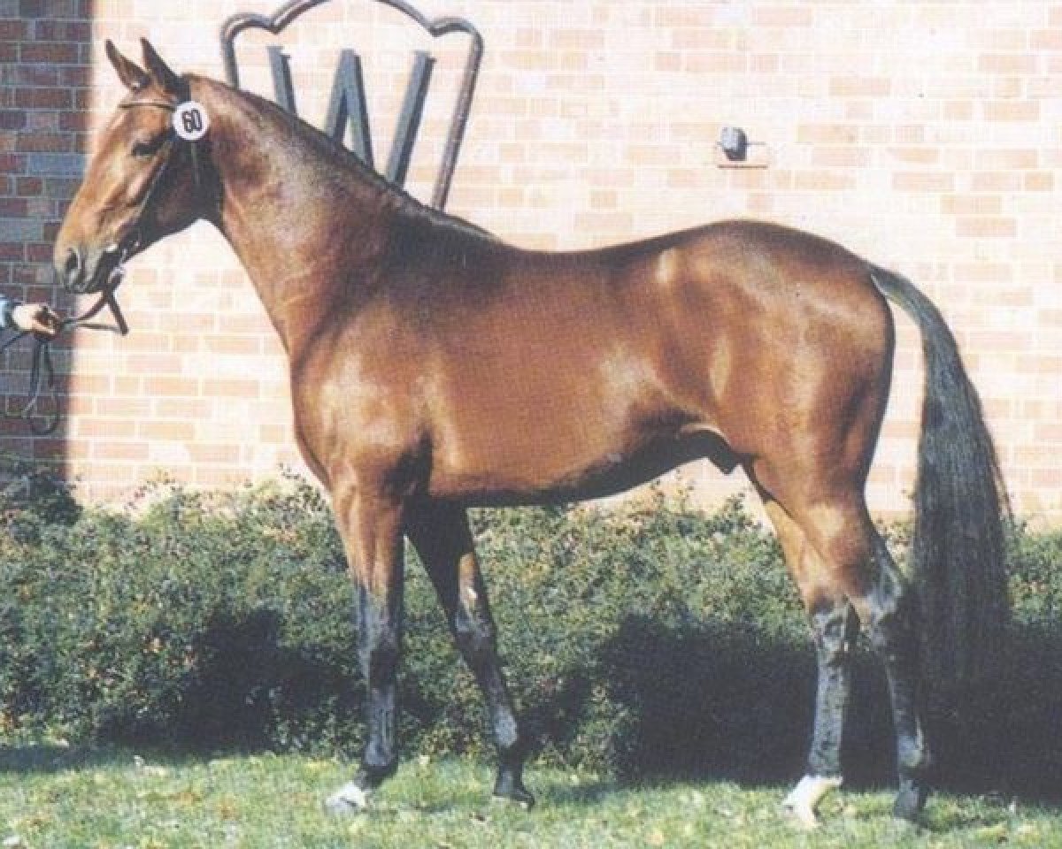 stallion Landro L (Westphalian, 1992, from Landadel)