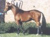 stallion Landro L (Westphalian, 1992, from Landadel)