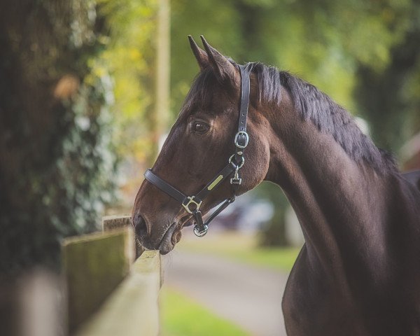 dressage horse For Magic 2 (Trakehner, 2001, from Hohenstein I)