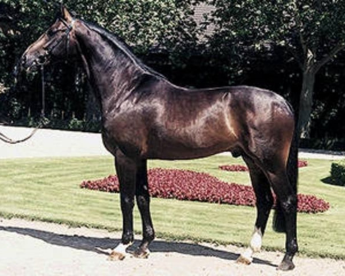 stallion Rosendahl (Rhinelander, 1993, from Rosenkavalier)