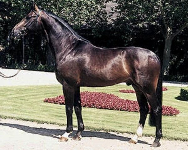 stallion Rosendahl (Rhinelander, 1993, from Rosenkavalier)