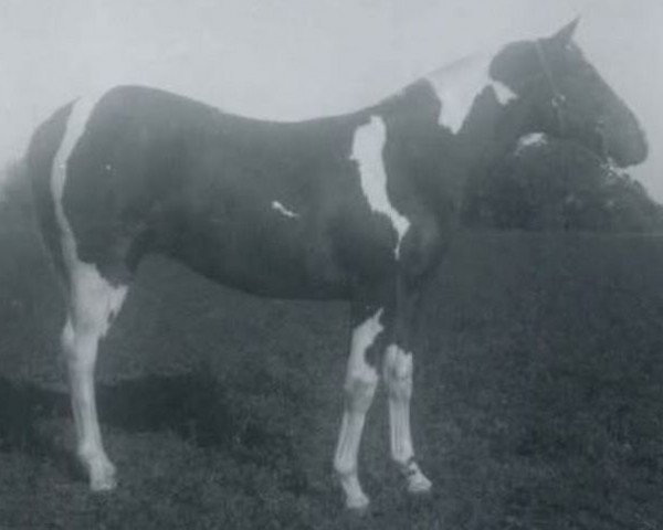 Deckhengst Painted Tuffy (Paint Horse, 1965, von Tuffy II)