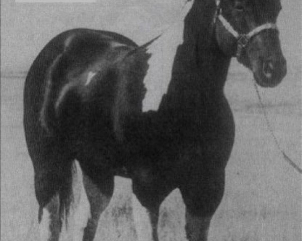 stallion Refund (Paint Horse, 1972, from Painted Tuffy)