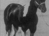 Deckhengst Refund (Paint Horse, 1972, von Painted Tuffy)