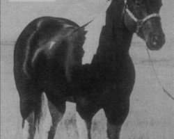 Deckhengst Refund (Paint Horse, 1972, von Painted Tuffy)