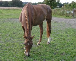 broodmare La Bella (Westphalian, 1994, from Rosenkavalier)