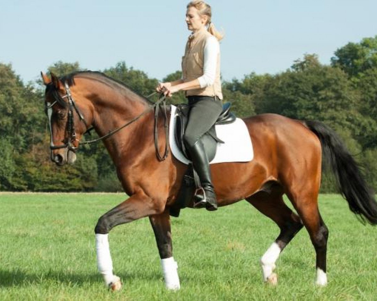 stallion Graf Entree (Rhinelander, 1998, from Gamblers Star)