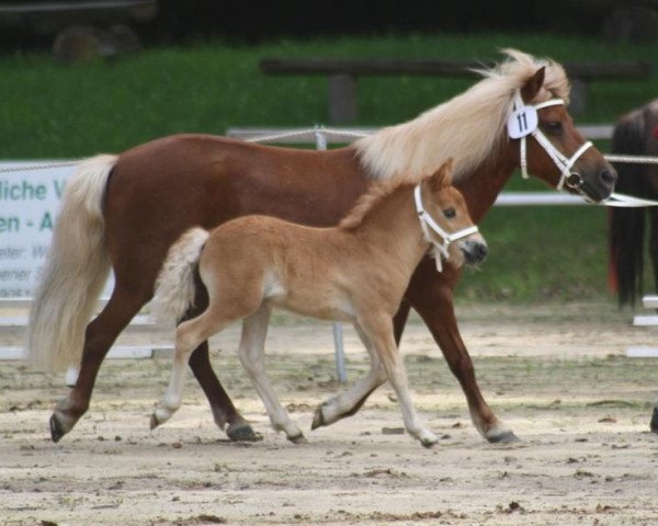 Pferd Maro (Shetland Pony, 2012, von Mister Milano PrH*)