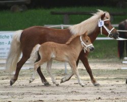 horse Maro (Shetland Pony, 2012, from Mister Milano PrH*)