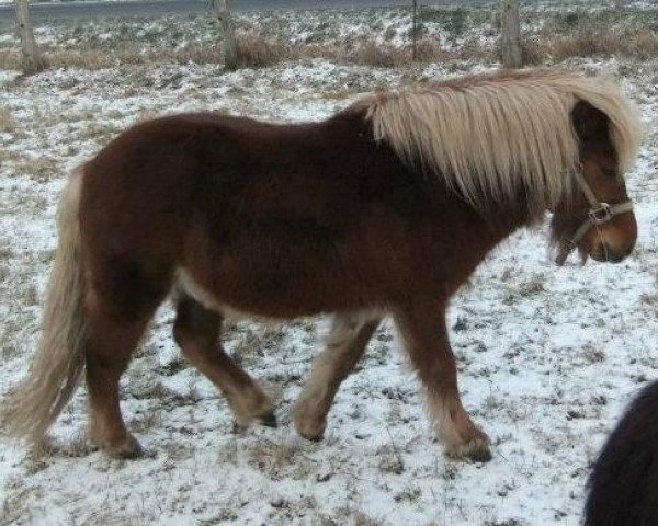 Pferd Matcho vom Purnitzgrund (Shetland Pony, 2009, von Mister Milano PrH*)