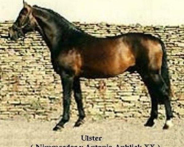 Deckhengst Ulster (Koninklijk Warmbloed Paardenstamboek Nederland (KWPN), 1978, von Nimmerdor)