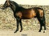 stallion Ulster (KWPN (Royal Dutch Sporthorse), 1978, from Nimmerdor)
