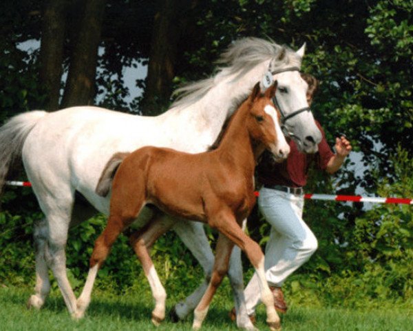 horse U-Capitola (Holsteiner, 1982, from Capitano)