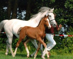 Zuchtstute U-Capitola (Holsteiner, 1982, von Capitano)