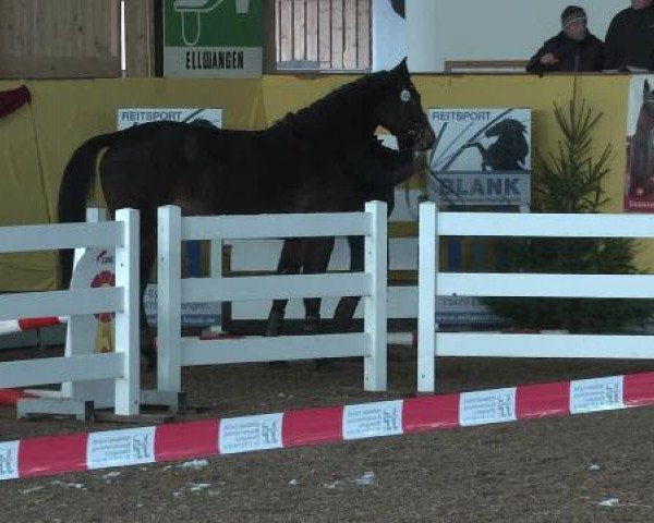 Springpferd Samanta (Württemberger, 2009, von Singulord Joter)