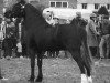 stallion Cathedine Telynor (Welsh-Cob (Sek. D), 1984, from Cyttir Telynor)