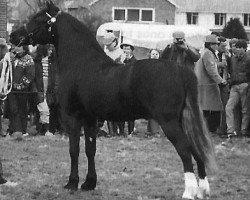 stallion Cathedine Telynor (Welsh-Cob (Sek. D), 1984, from Cyttir Telynor)