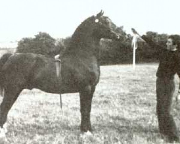 stallion Brenin Dafydd (Welsh-Cob (Sek. D), 1964, from Cahn Dafydd)