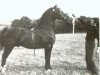 stallion Brenin Dafydd (Welsh-Cob (Sek. D), 1964, from Cahn Dafydd)