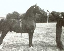 Deckhengst Brenin Dafydd (Welsh-Cob (Sek. D), 1964, von Cahn Dafydd)