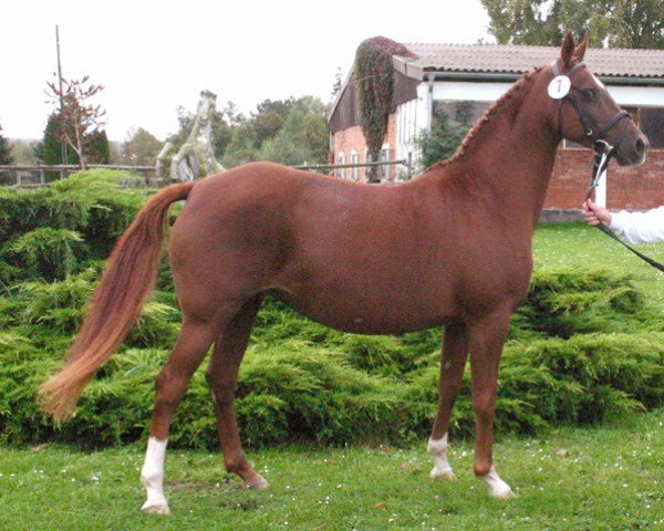 broodmare Dubai (German Riding Pony, 1996, from Derbino)