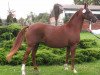 broodmare Dubai (German Riding Pony, 1996, from Derbino)