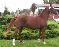 broodmare Dubai (German Riding Pony, 1996, from Derbino)