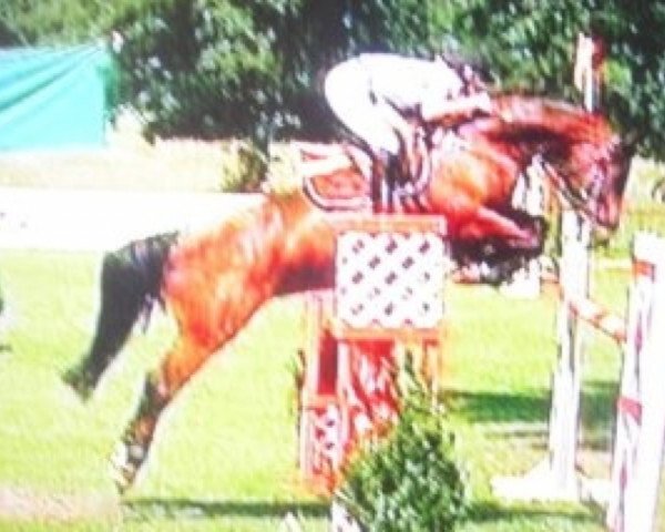 broodmare Power Jump B (Württemberger, 1993, from Powerful)