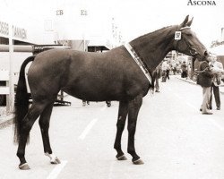 broodmare Ascona (Hanoverian, 1977, from Argentan I)