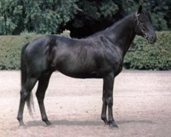 stallion Carnoustie xx (Thoroughbred, 1956, from Dante xx)