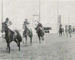 broodmare Manie xx (Thoroughbred, 1964, from Carnoustie xx)