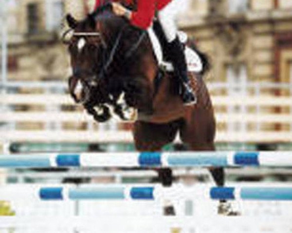 Deckhengst Alvarez (Koninklijk Warmbloed Paardenstamboek Nederland (KWPN), 1994, von Alexis Z)