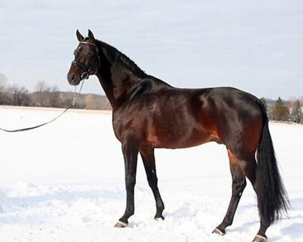 stallion Luberon (Oldenburg, 1998, from Landor S)