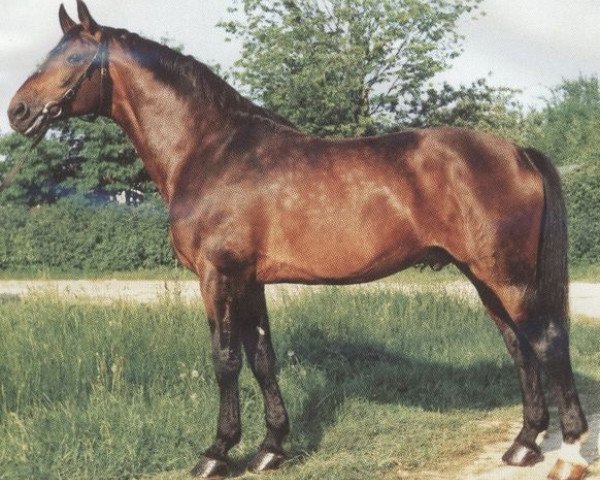 stallion Helikon (Württemberger, 1969, from Herzbube)