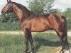 stallion Helikon (Württemberger, 1969, from Herzbube)