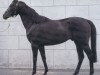 stallion Miliar xx (Thoroughbred, 1977, from Thatch xx)